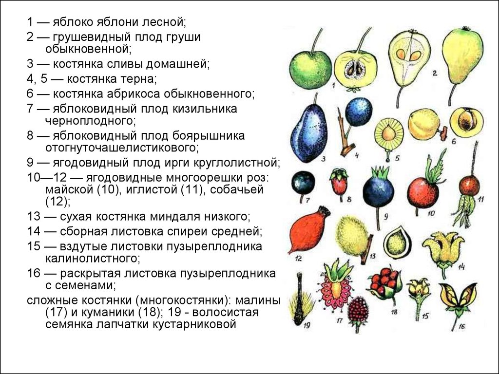 Грушевидная форма плодов. Типы плодов многоорешек. Плод многоорешек примеры. Строение плодов груши. Строение плодов яблони.