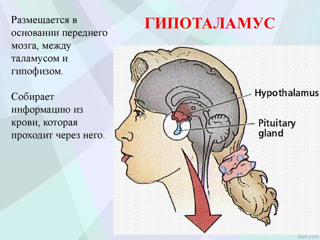 Презентация патология эндокринной системы