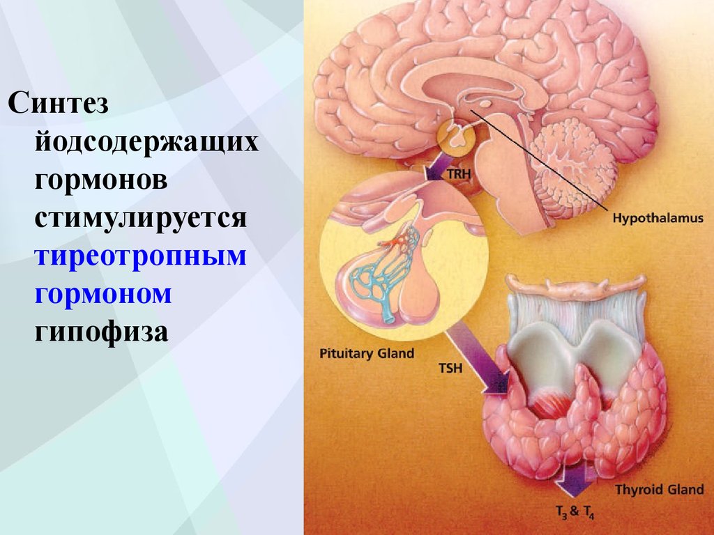 Патология гипофиза презентация