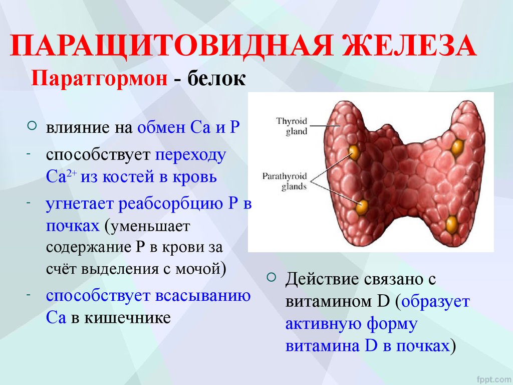 Презентация заболевания паращитовидных желез