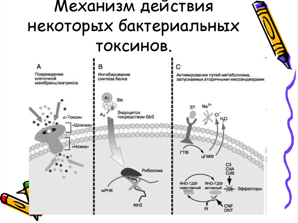 Презентация на тему токсины