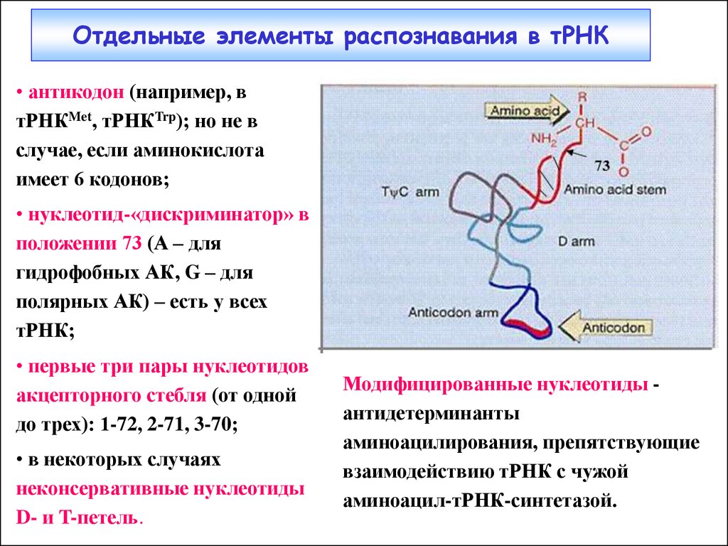 Триплет днк соответствующий антикодону. Антикодоны ТРНК. Кодон и антикодон ТРНК. Антикодон транспортной РНК. Соединение ТРНК С аминокислотой.