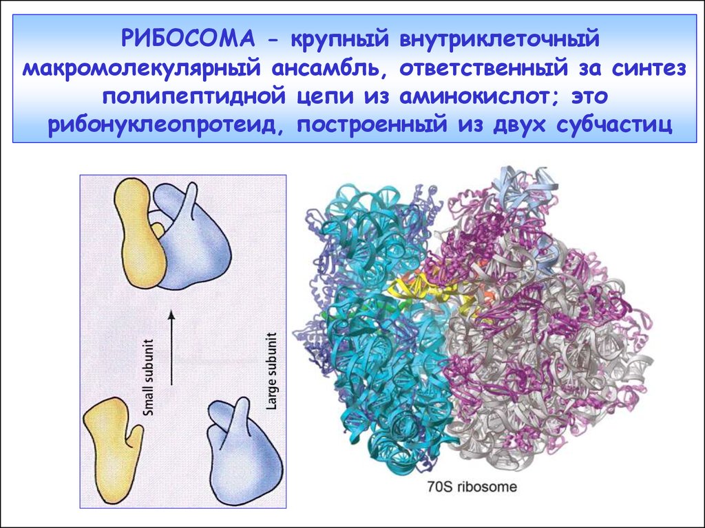 Синтез полипептидной цепи в рибосомах. Рибосома. Строение рибосомы. Рибосома модель. Синтез полипептидной цепи из аминокислот.