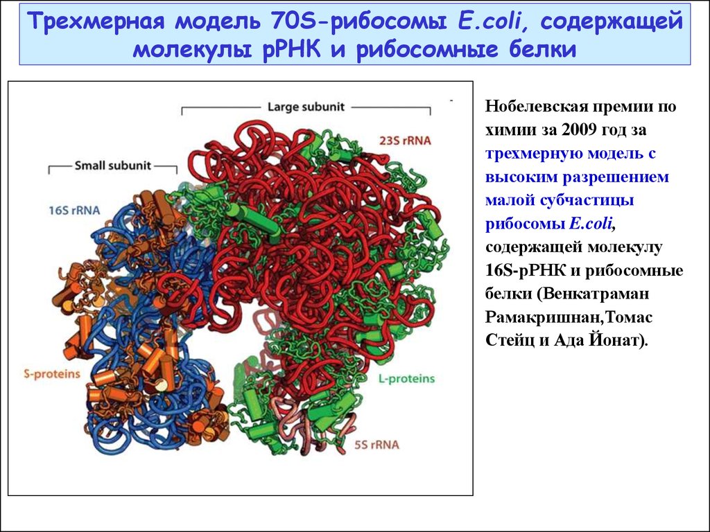 Рибосомы содержат рнк. Строение рибосомы РНК. Структура рибосомы РРНК. Структура рибосомальной РНК. Структура молекулы рибосомальной РНК.