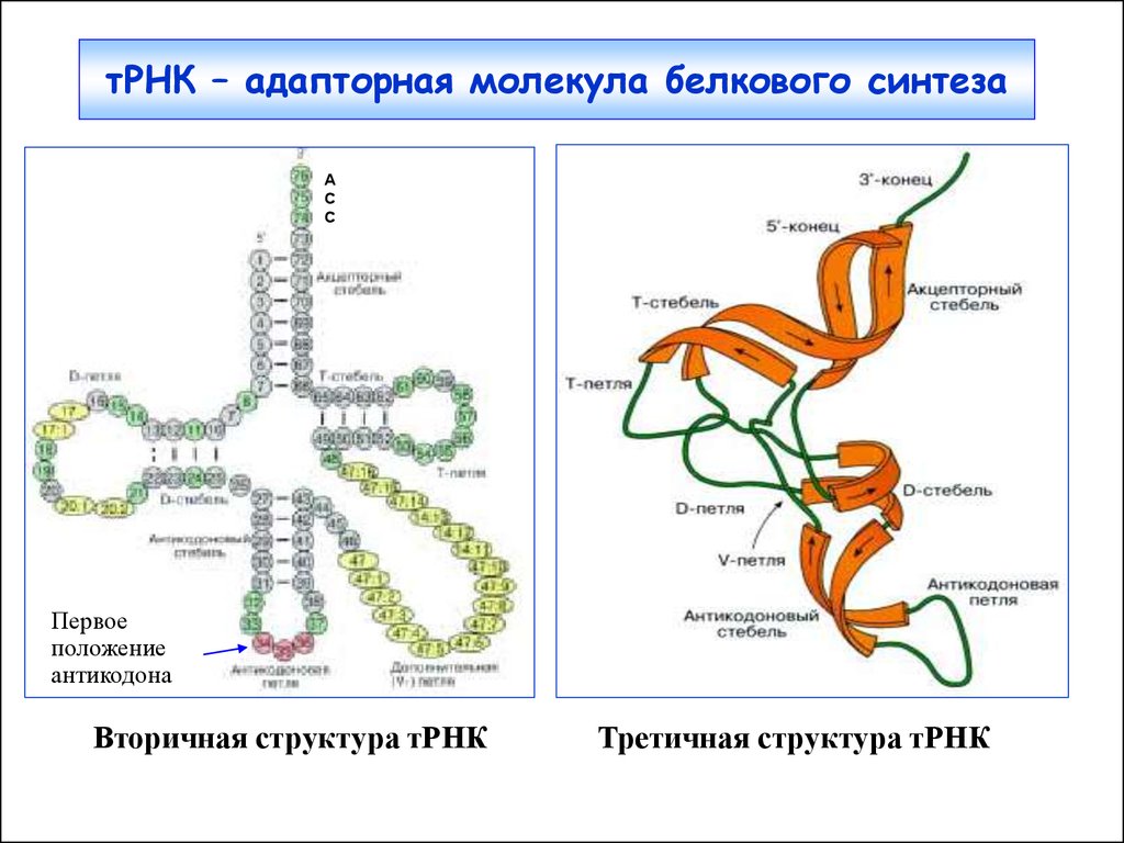 Вторичная рнк. Строение ТРНК первичная структура. Первичная структура ТРНК. Структуры РНК первичная вторичная и третичная. Вторичная структура ТРНК.