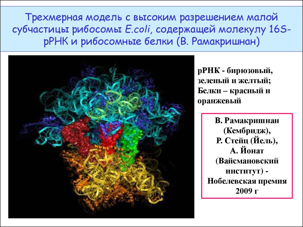 Молекула 16. Рибосомные белки. Трехмерная модель рибосомы. 16s РРНК. Рибосомная РНК И белки.