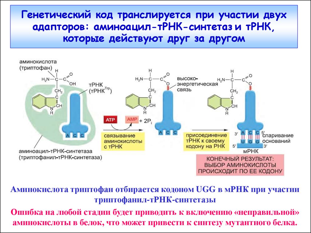 Т рнк это белок. Активация аминокислот трансляция. Аминоацил-т-РНК синтетазы. Процесс активации ТРНК. Активация аминокислот для процесса трансляции.
