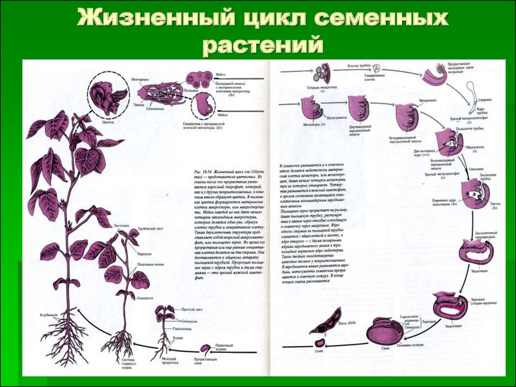 При делении жизненного цикла овощных растений онтогенез. Жизненный цикл цветковых растений схема. Цикл развития семенных растений. Стадии жизненного цикла растений схема. Жизненные циклы семенных растений таблица.