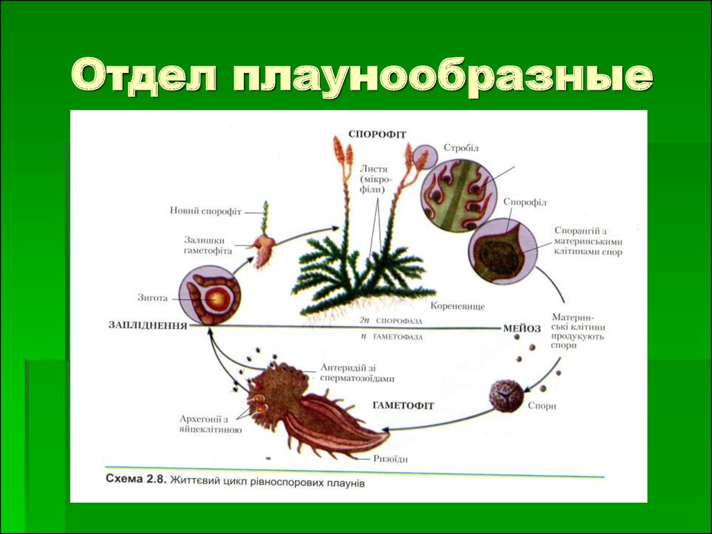 Схема развития споровых растений