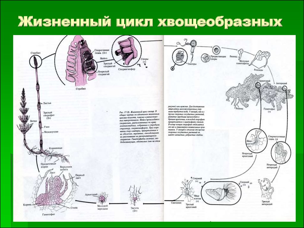 Цикл развития хвоща схема