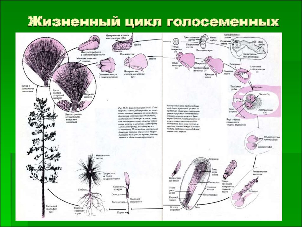 Схема жизненный цикл голосеменных растений схема