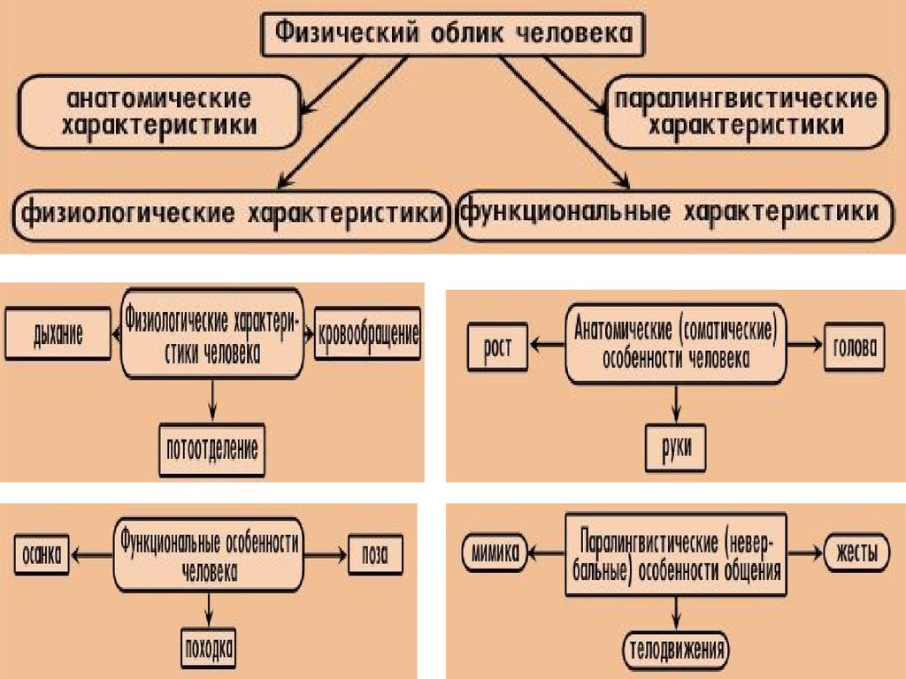 Формирование облика. Физический облик. Анатомические признаки облика человека. Свойства внешнего облика человека. Функциональные признаки внешности человека.