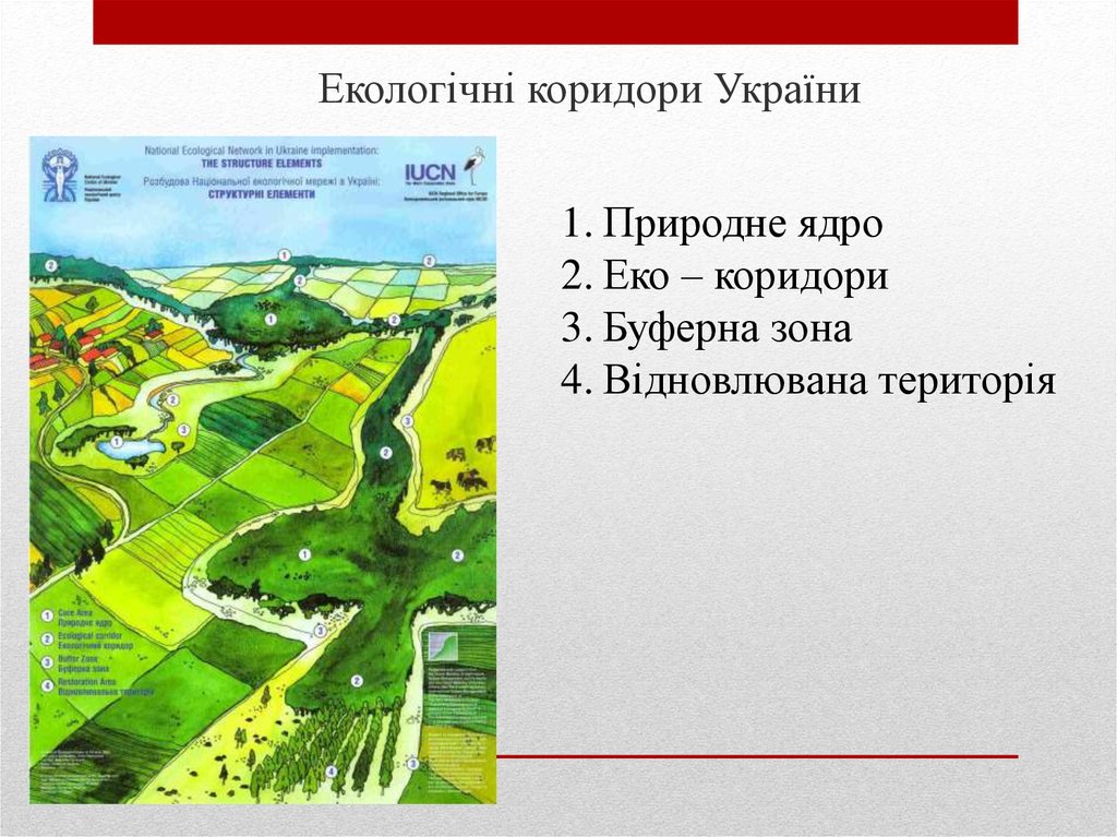 Екологічні коридори України