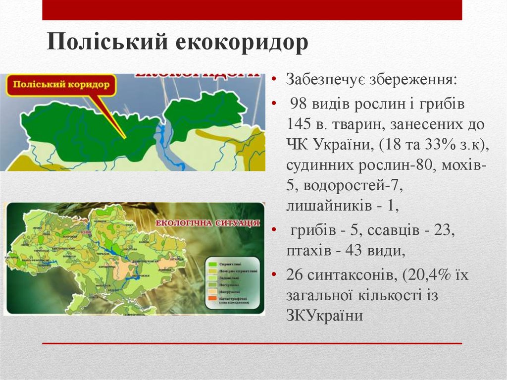 Поліський екокоридор
