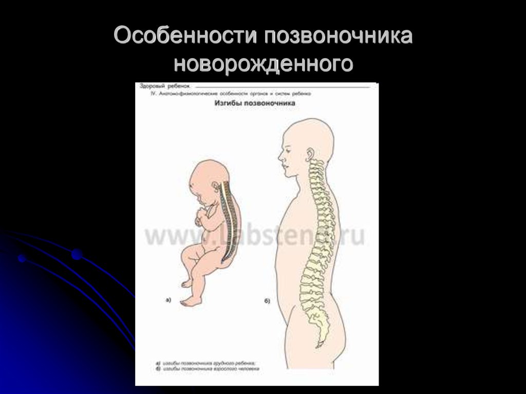 Возрастные особенности позвоночника