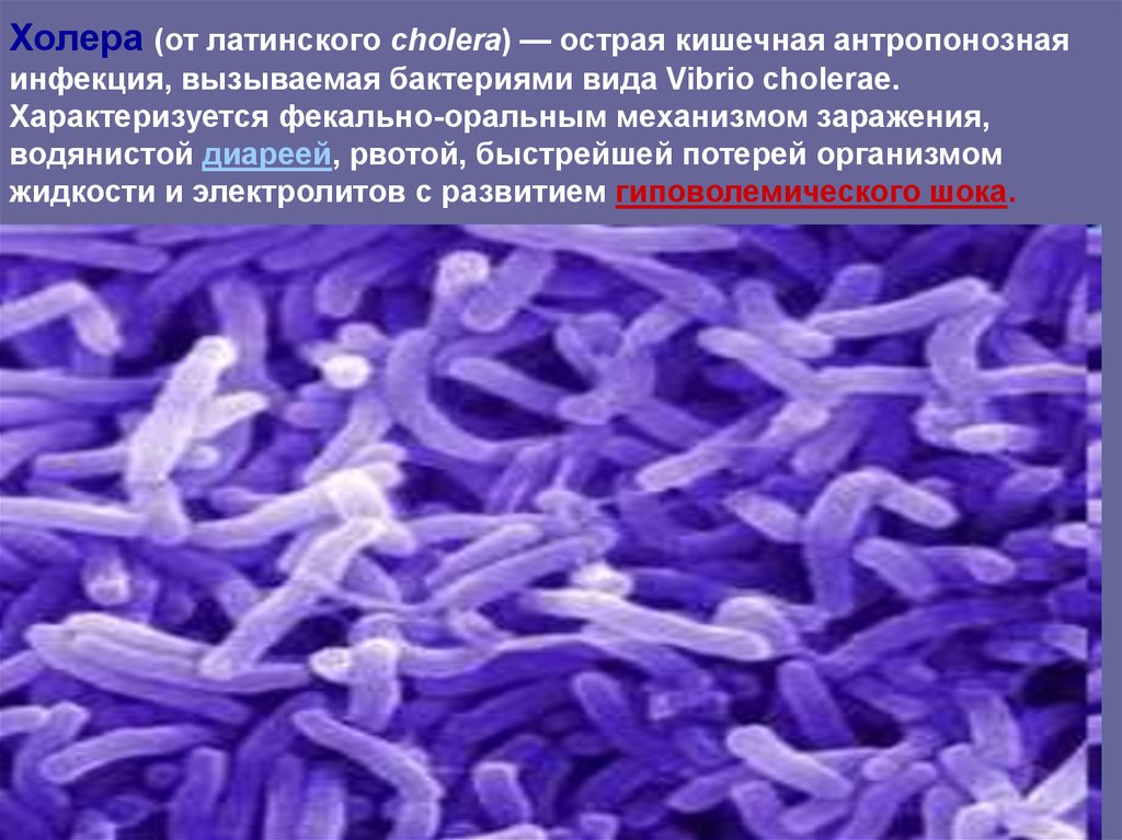 Холера тип. Вибрионы бактерии заболевания. Холерный вибрион заболевания. Бактерии-паразиты холерный вибрион.