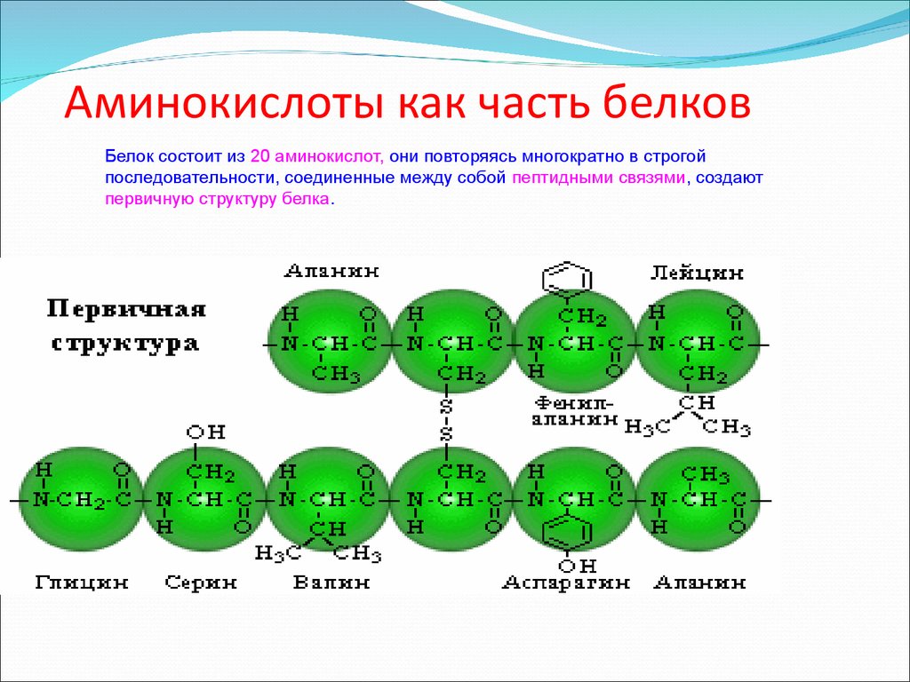 10 формул аминокислот. 20 Аминокислот таблица аминокислоты. Строение аминокислот биология. Строение аминокислот. Формулы белковых аминокислот.