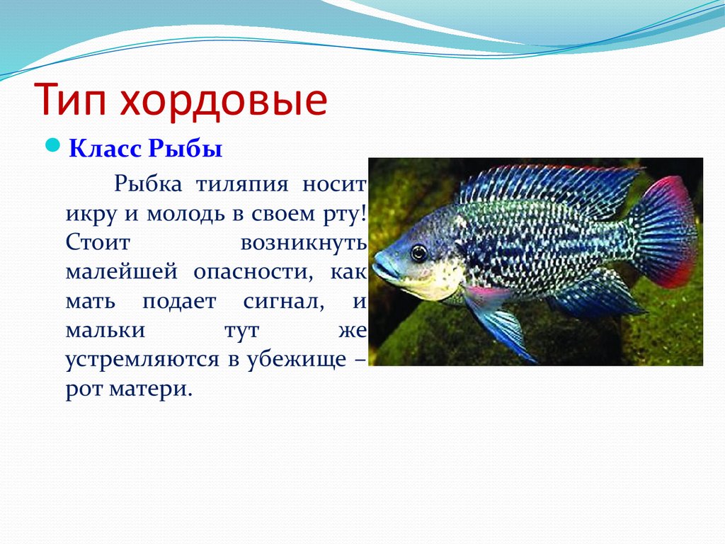 Русский 7 класс рыба. Тиляпия презентация. Забота о потомстве тиляпия. Тиляпии классификация. Характеристика теляпии.