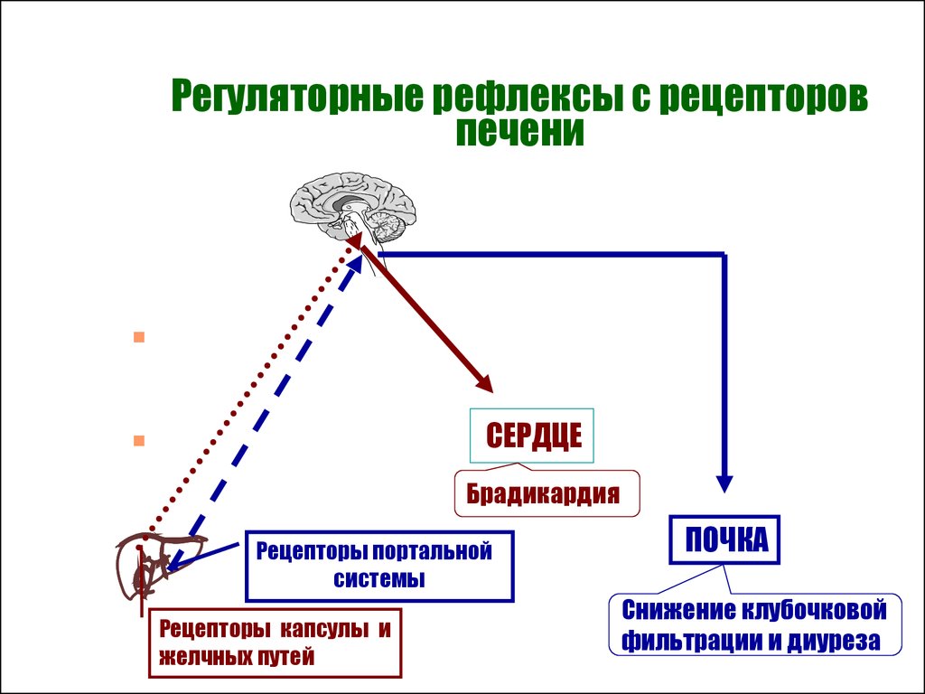 Регуляторный связан со способностью