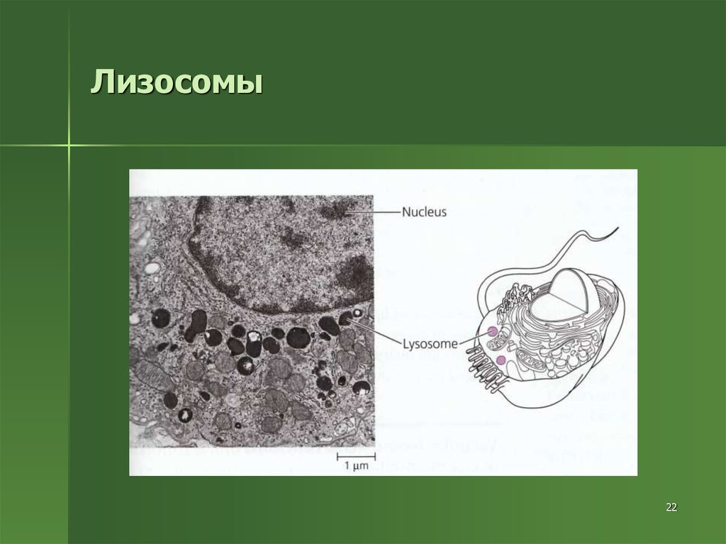 Отсутствуют лизосомы. Лизосомы строение. Схема строения лизосомы. Лизосомы ЕГЭ.