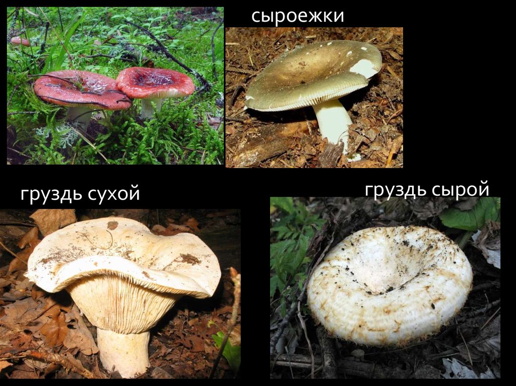 Шляпочные грибы. Разнообразие - презентация онлайн
