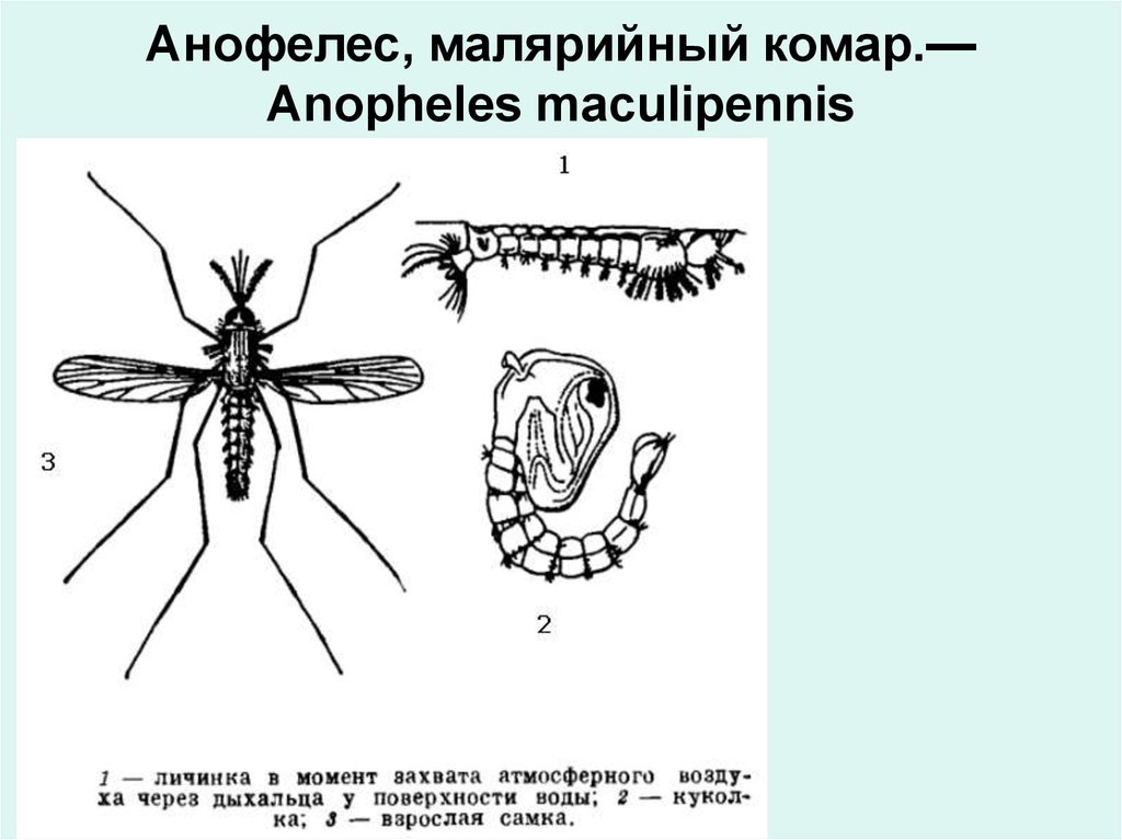 Чем опасен малярийный комар