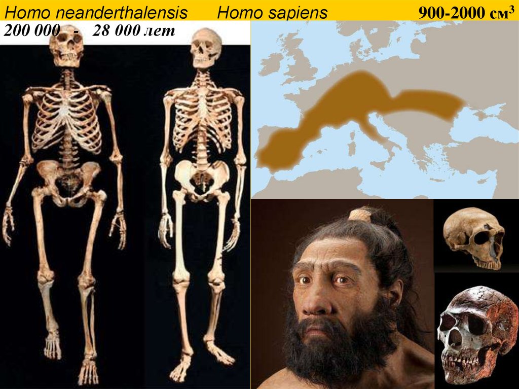 Происхождение homo sapiens. Скелеты homo Neanderthalensis и homo sapiens. Homo sapiens sapiens год.