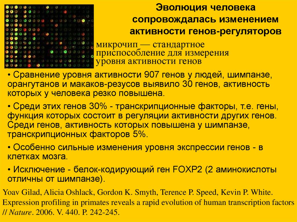 Геном человека кратко. Геном человека и шимпанзе. Дифференциальная активность генов.