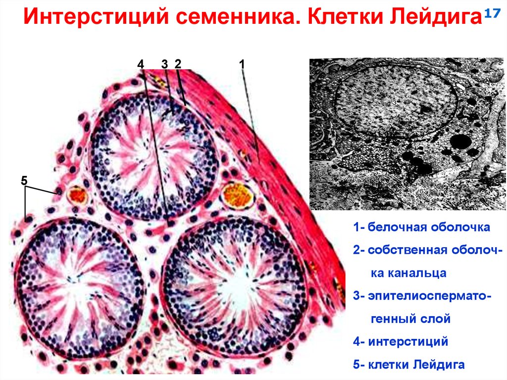 Яичко гистология рисунок