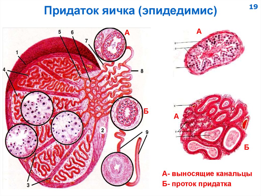 Привески яичек. Проток придатка семенника гистология. Придаток яичка. Придаток яичка анатомия. Придаток семенника строение.