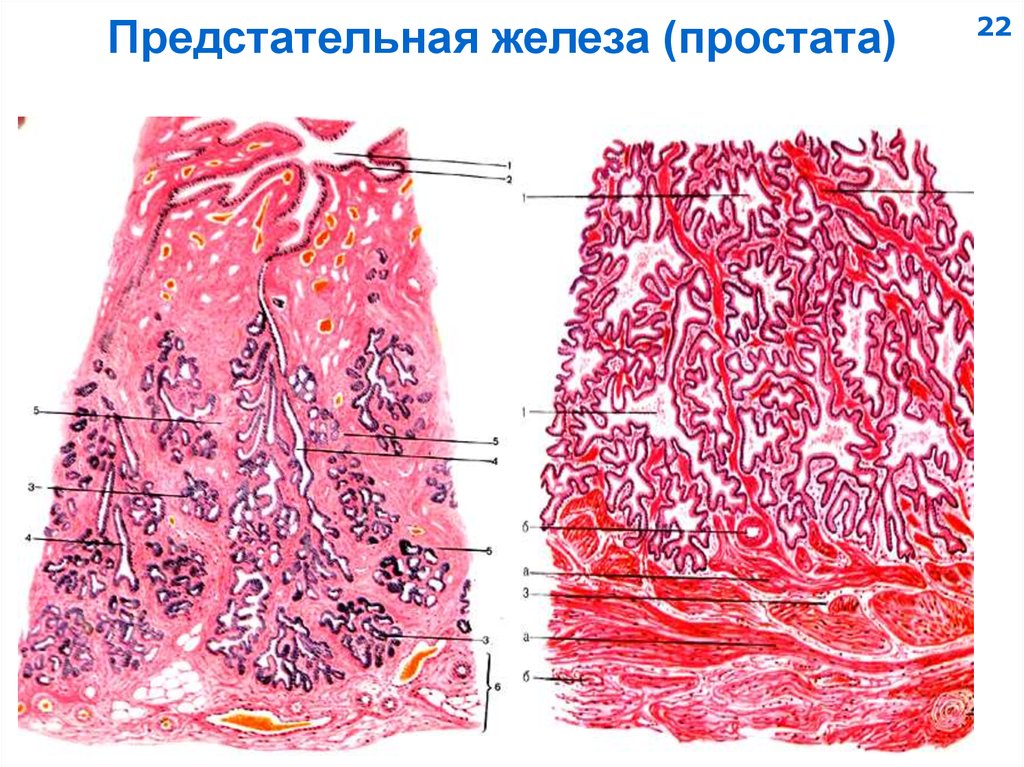 Как выглядит мужской половой орган фото