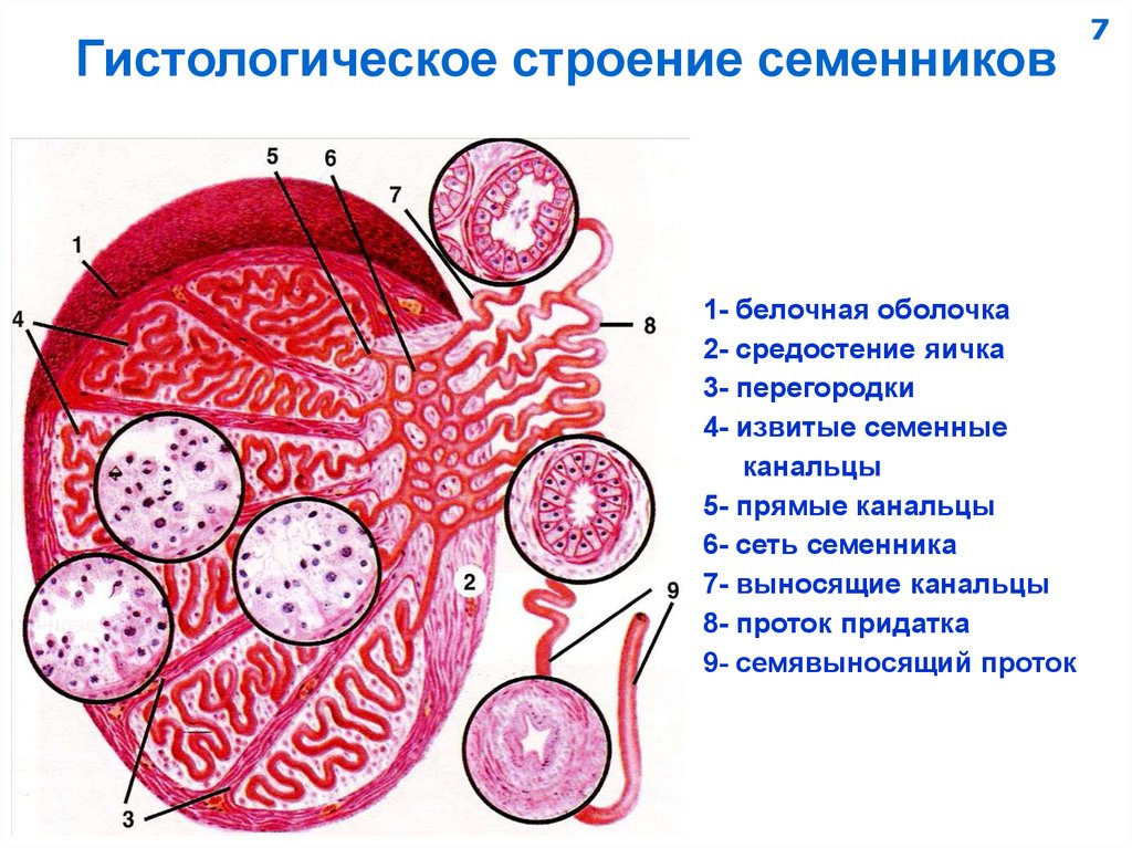 Схема строения семенника