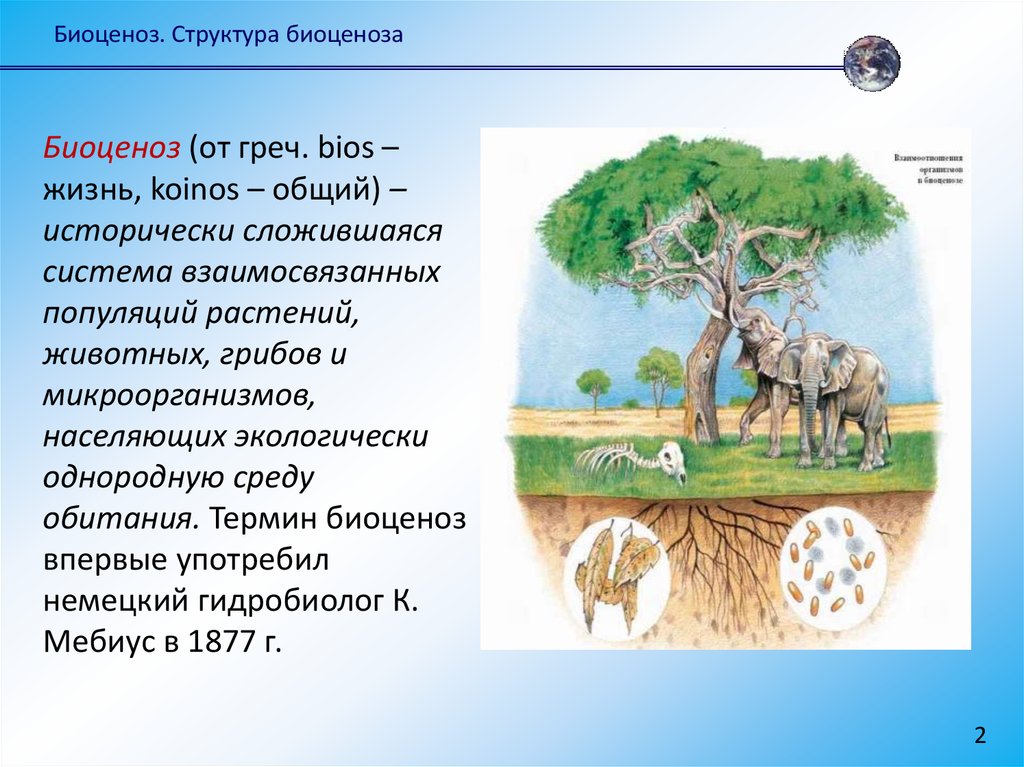 Биоценоз леса пример. Биоценоз. Структура биоценоза. Биоценоз термин. Биоценоз это в экологии.