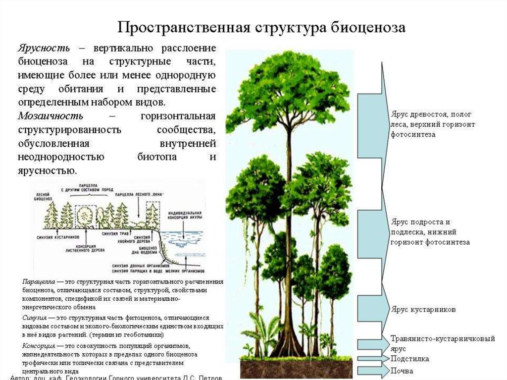 Пространственная структура биоценоза схема