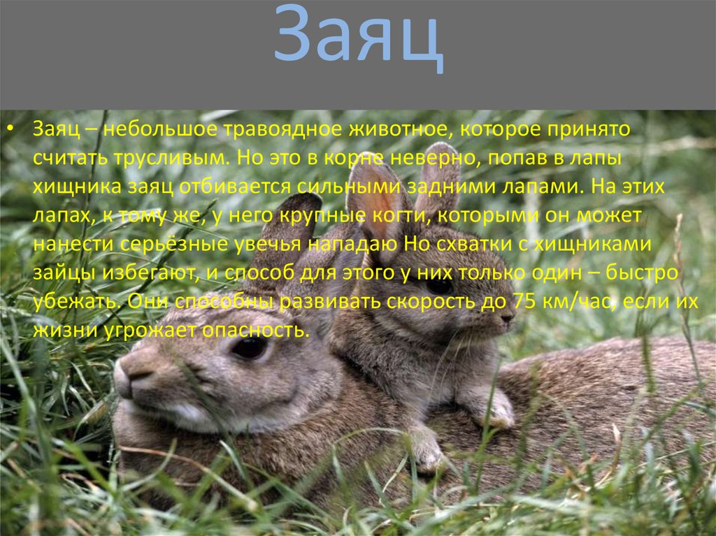 Текст издавна принято считать что трусливее. Заяц это хищник или травоядное животное. Заяц хищник или нет. Составить план текста хищный заяц.