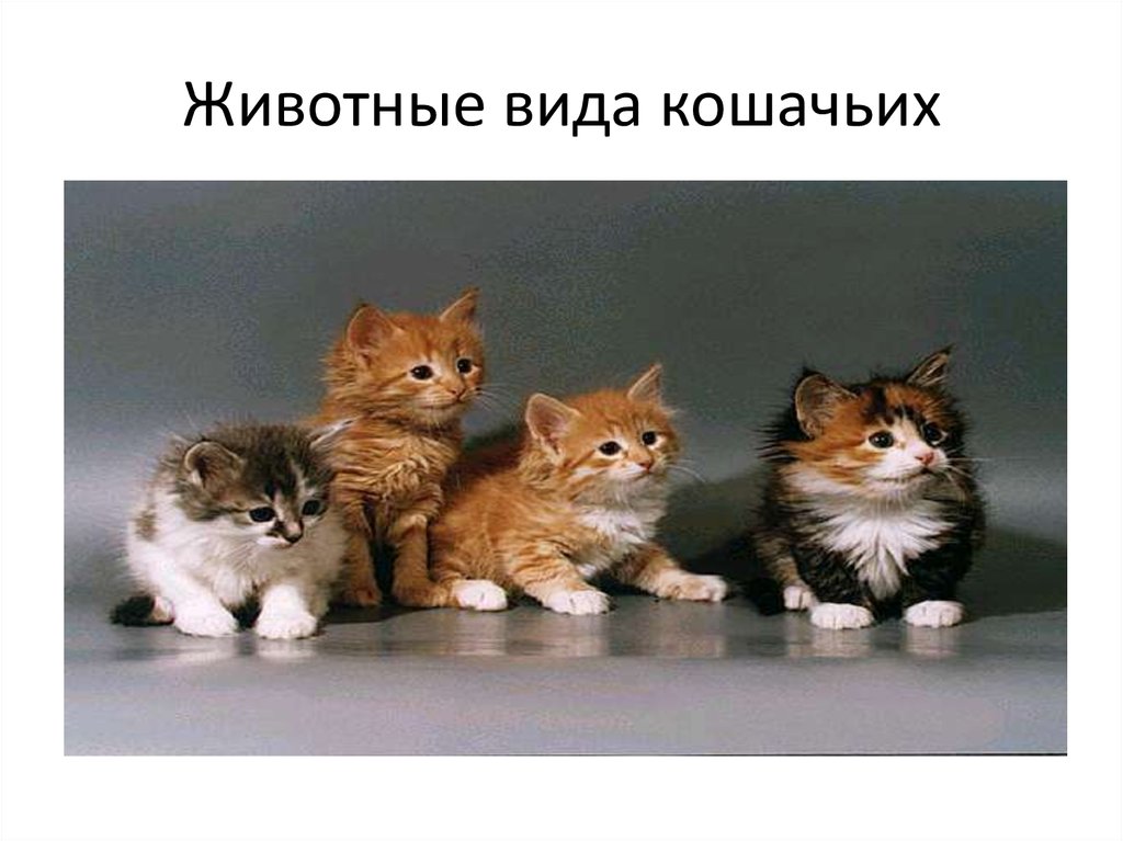 5 типов кошек. Виды котиков. Два типа котов. Животные по типа кошки. Есть два типа кошек.