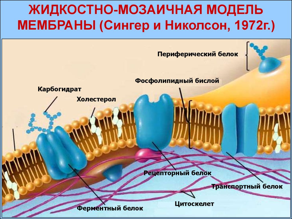 Жидкостно мозаичная модель клеточной мембраны. Модель строения плазматической мембраны. Организация биологических мембран