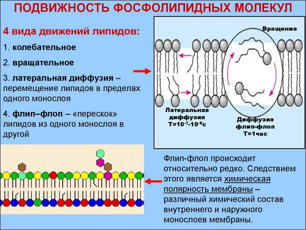 Основное свойство плазматической. Подвижность фосфолипидных молекул в мембранах. Структура фосфолипидов мембраны клетки. Мембрана и фосфолипидов белков. Подвижность липидов в мембранах.