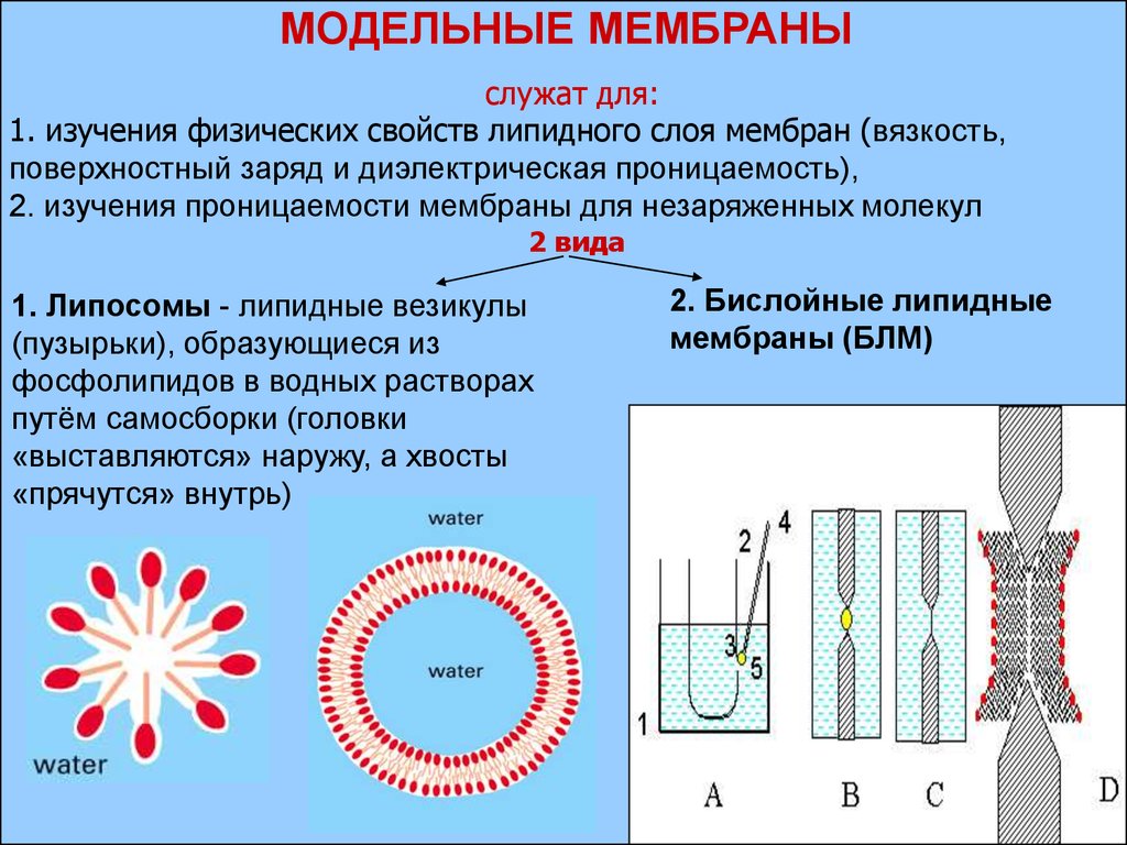 Свойства мембран презентация