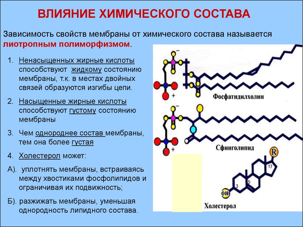 Жирные кислоты наиболее физиологически. Физико-химические свойства клеточной мембраны. Насыщенные и ненасыщенные жирные кислоты в мембране. Жирные кислоты в мембранах. Ненасыщенные жирные кислоты в мембране.