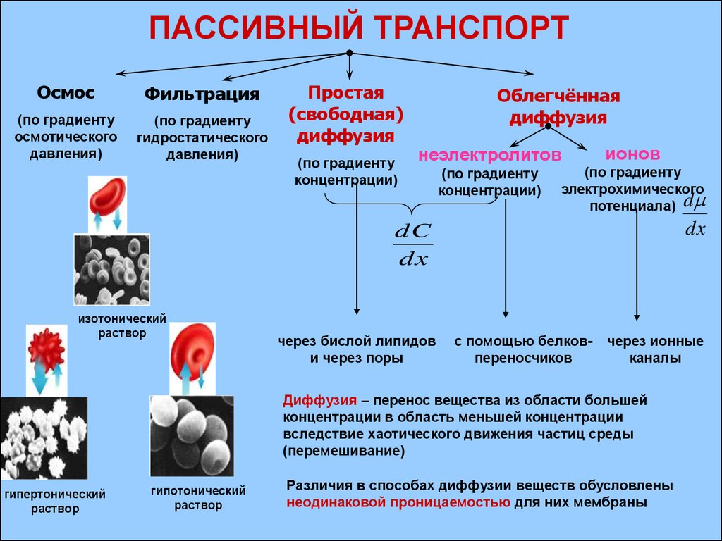 Транспорт диффузия. Фильтрация физиология транспорт. Пассивный транспорт осмос. Фильтрация транспорт веществ через мембрану. Классификация мембранного транспорта.