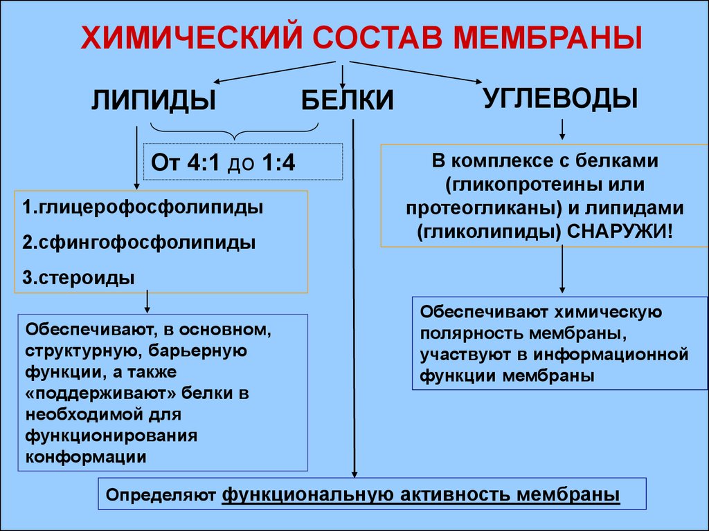 Компоненты мембраны. Химический состав биологических мембран. Химическое строение и биологическая роль мембран. Характеристика липидов биологических мембран. Состав биологической мембраны биохимия.