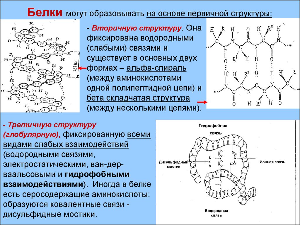 Белки образующиеся соединения. Белок первичная структура вторичная третичная. Первичная структура белковых молекул. Белки первичная структура вторичная третичная. Первичная вторичная и третичная структура белков химия.