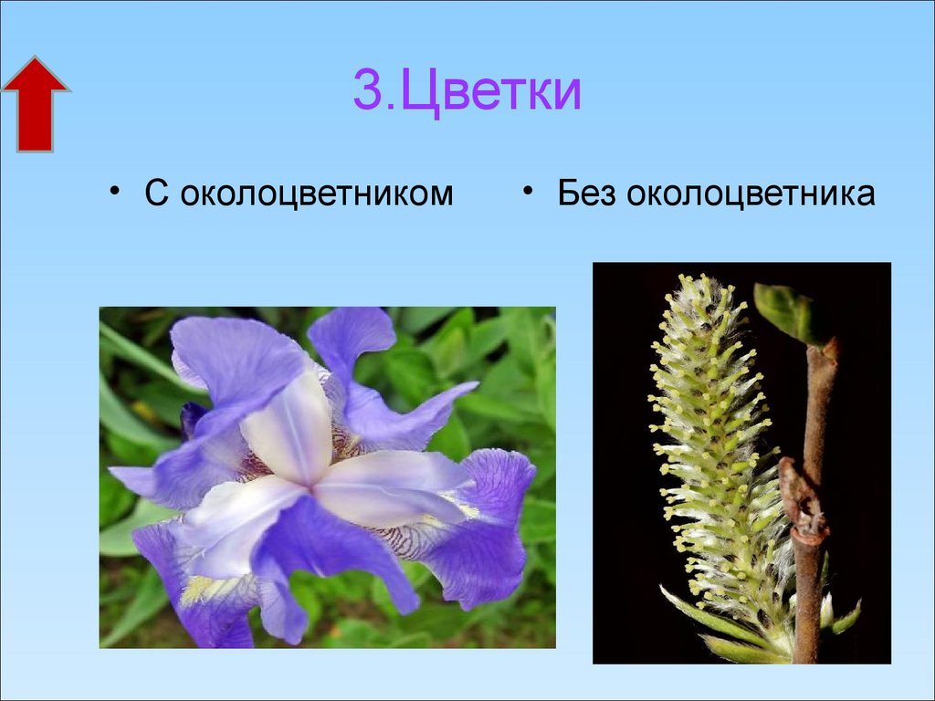 Цветки какого семейства имеют