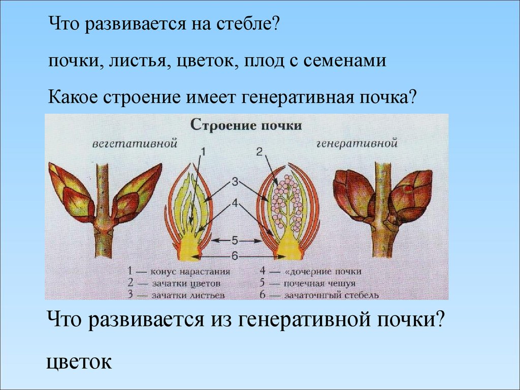 Строение цветка. 6 класс - презентация онлайн