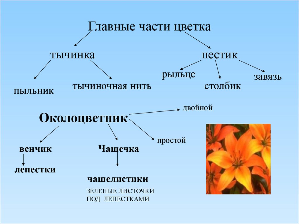 Тема генеративный. Строение и многообразие цветков 6 класс биология. Строение цветка основные части. Строение и разнообразие цветов. Строение и разнообразие цветка.