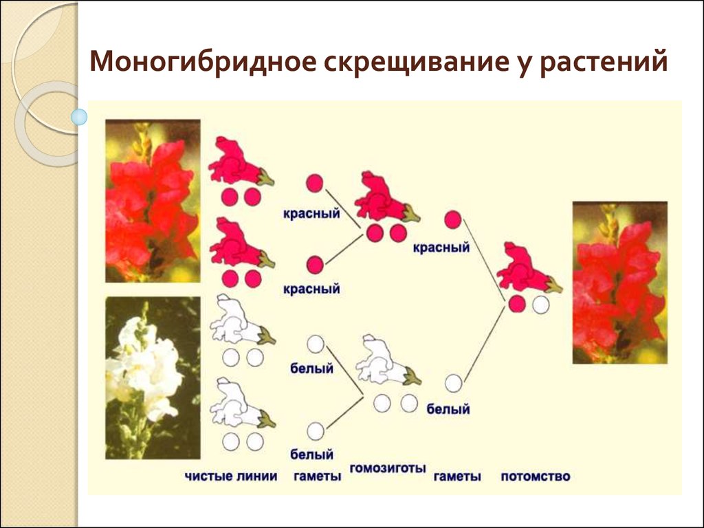 Моногибридное скрещивание чистых линий