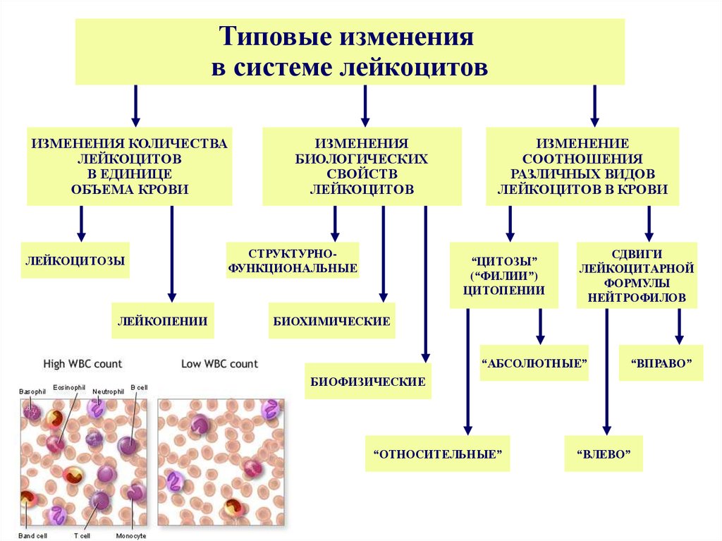 Общий анализ крови лейкоцитоз