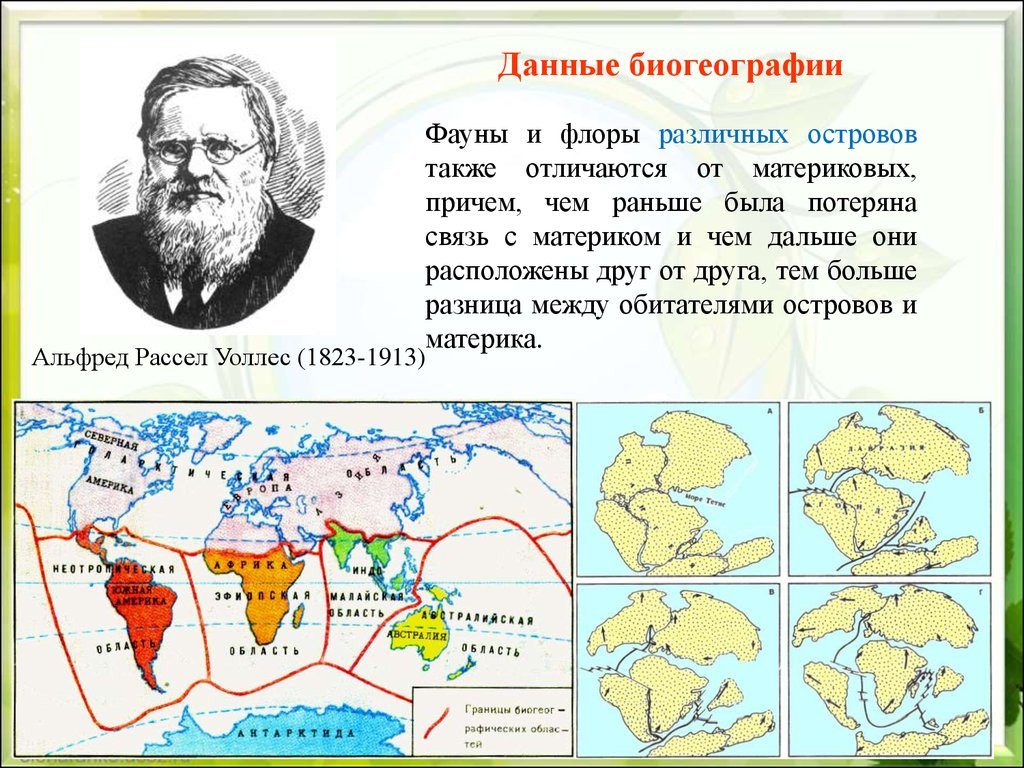 Биогеография. Альфред Уоллес - биогеографическая линия Уоллеса. Основоположники биогеографии. Биогеография примеры.