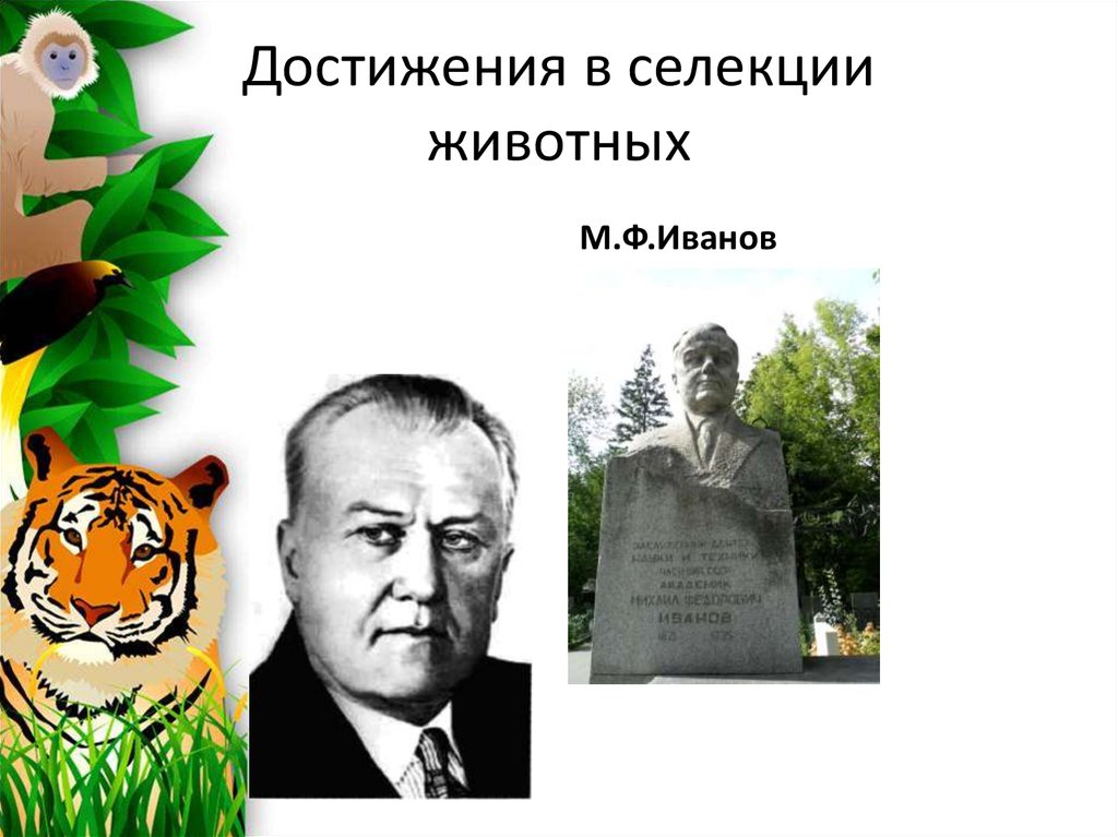 Достижения мировой и отечественной селекции 9 класс. Михаил Фёдорович Иванов селекционер. М Ф Иванов селекционер достижения. М Ф Иванов селекционер достижения в селекции. Достижения селекционеров в селекции животных.